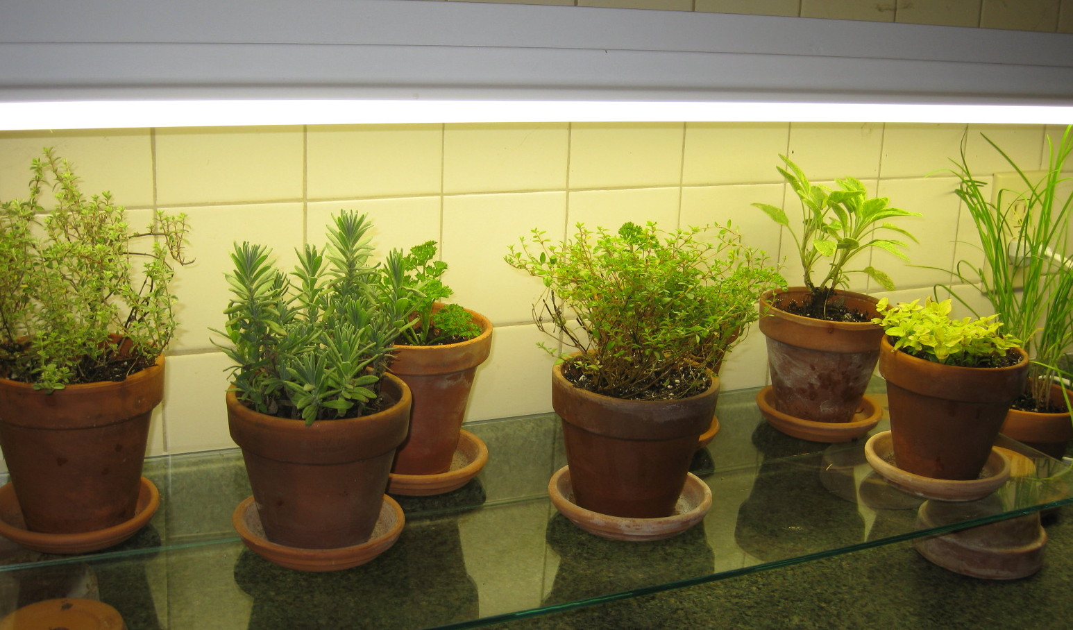 kitchen herb garden design