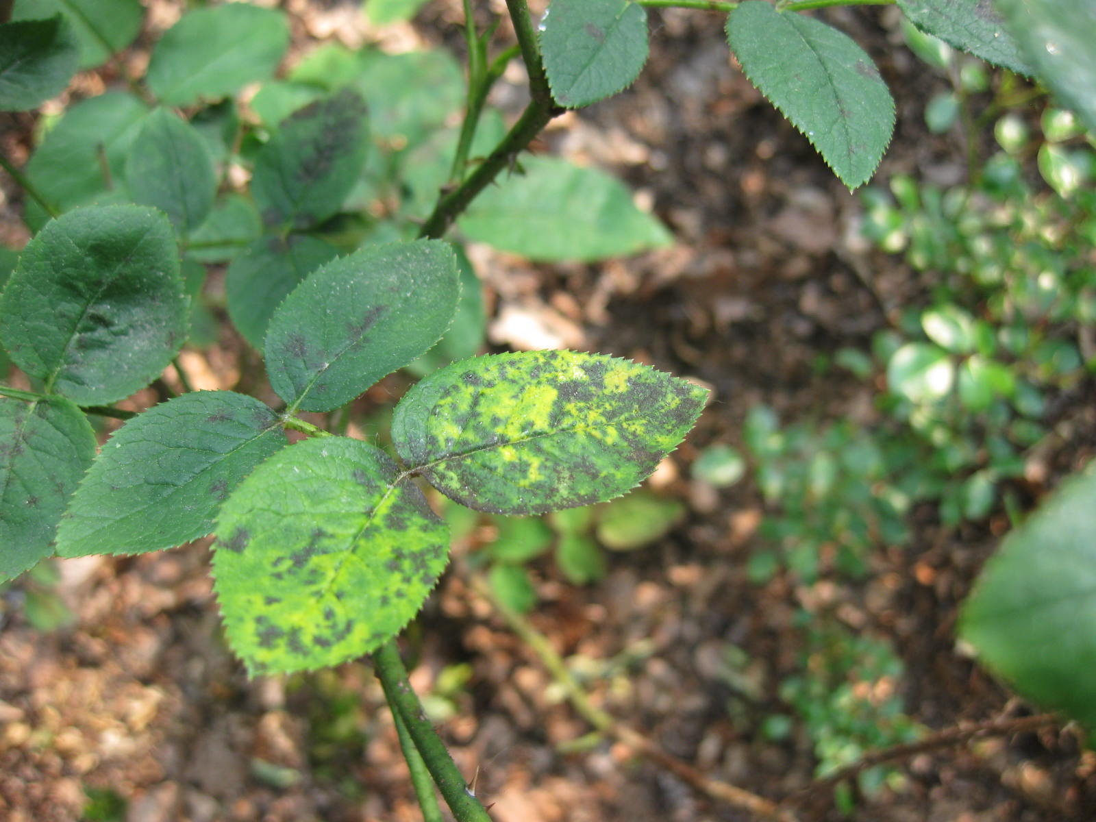 How to Treat Black Spot on Roses