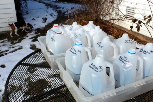 Finch + Folly — How to Use Milk Jugs to Sow Seeds in the Winter