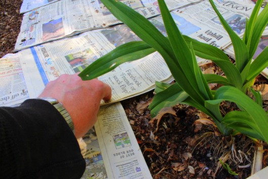 How I Smother Weeds with Newspaper