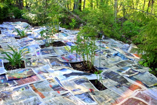 Lay the paper thickly over the weeds, and around and in between the desired plants