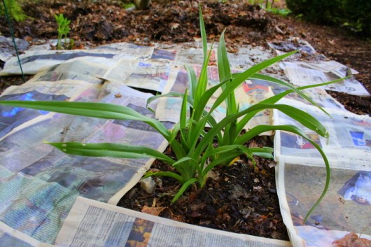 using newspaper to smother weeds