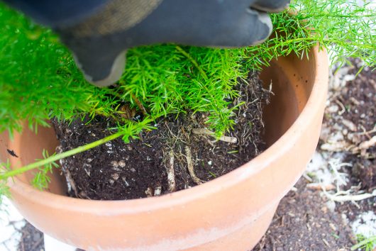 A Great Houseplant: Asparagus Fern – Kevin Lee Jacobs